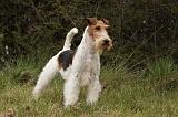 FOX TERRIER 510